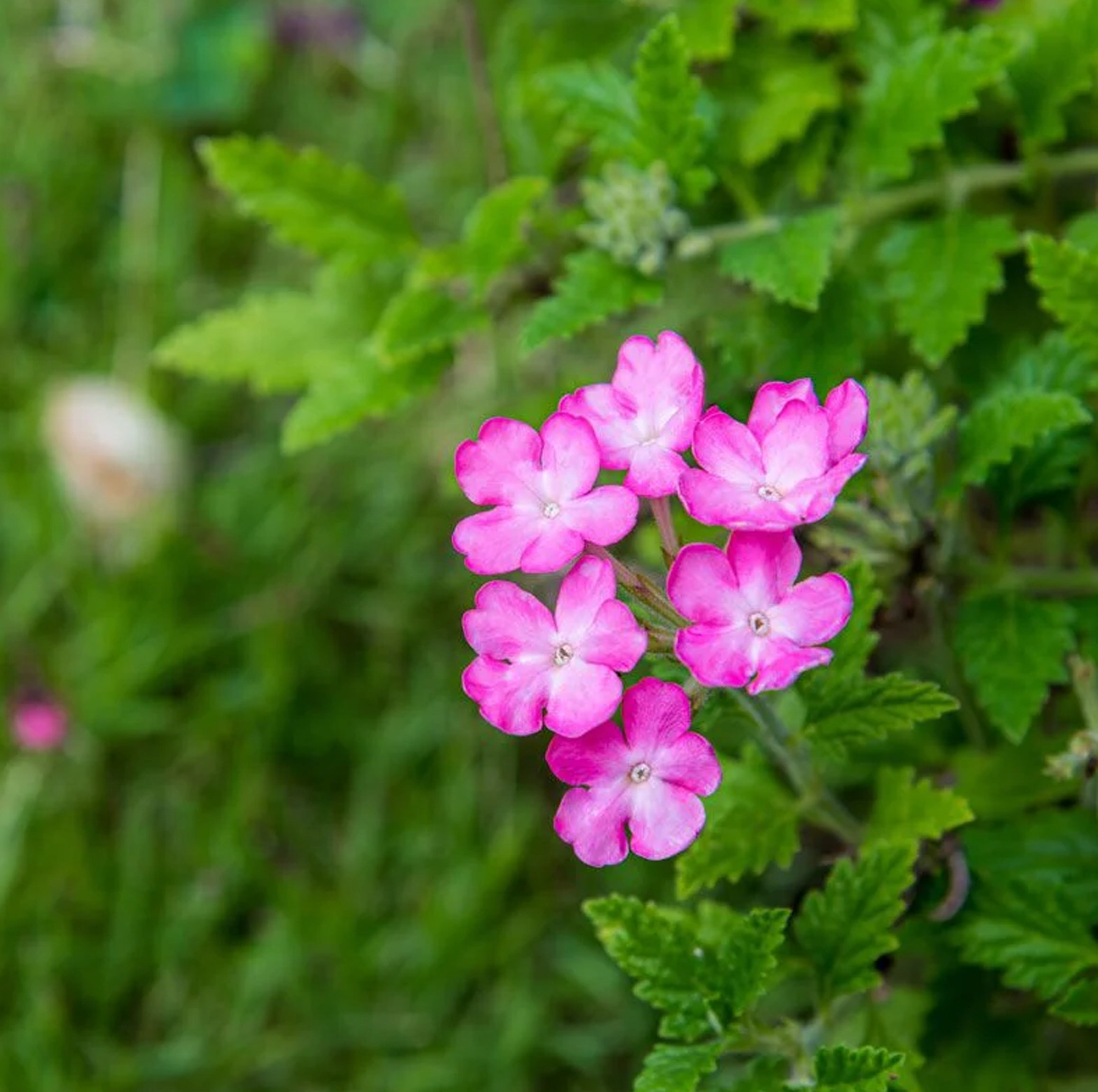 Incenso Natural de Gerânio – Amor-próprio, Inspiração e Equilíbrio | Fênix Incensos