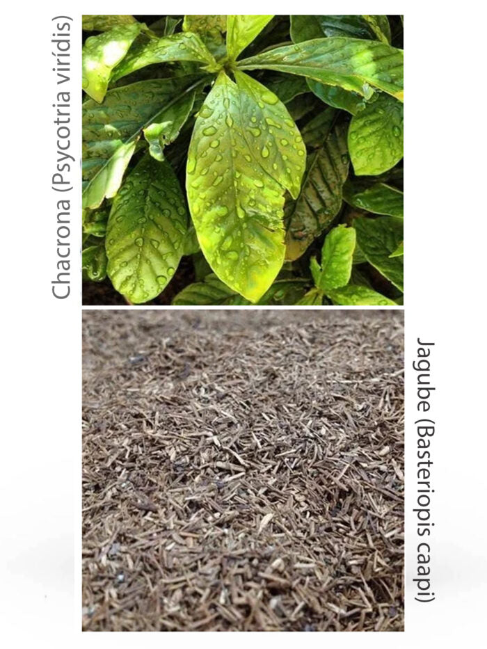 Incenso Natural Cipó dos Sonhos – Autoconhecimento e Relaxamento | Fênix Incensos