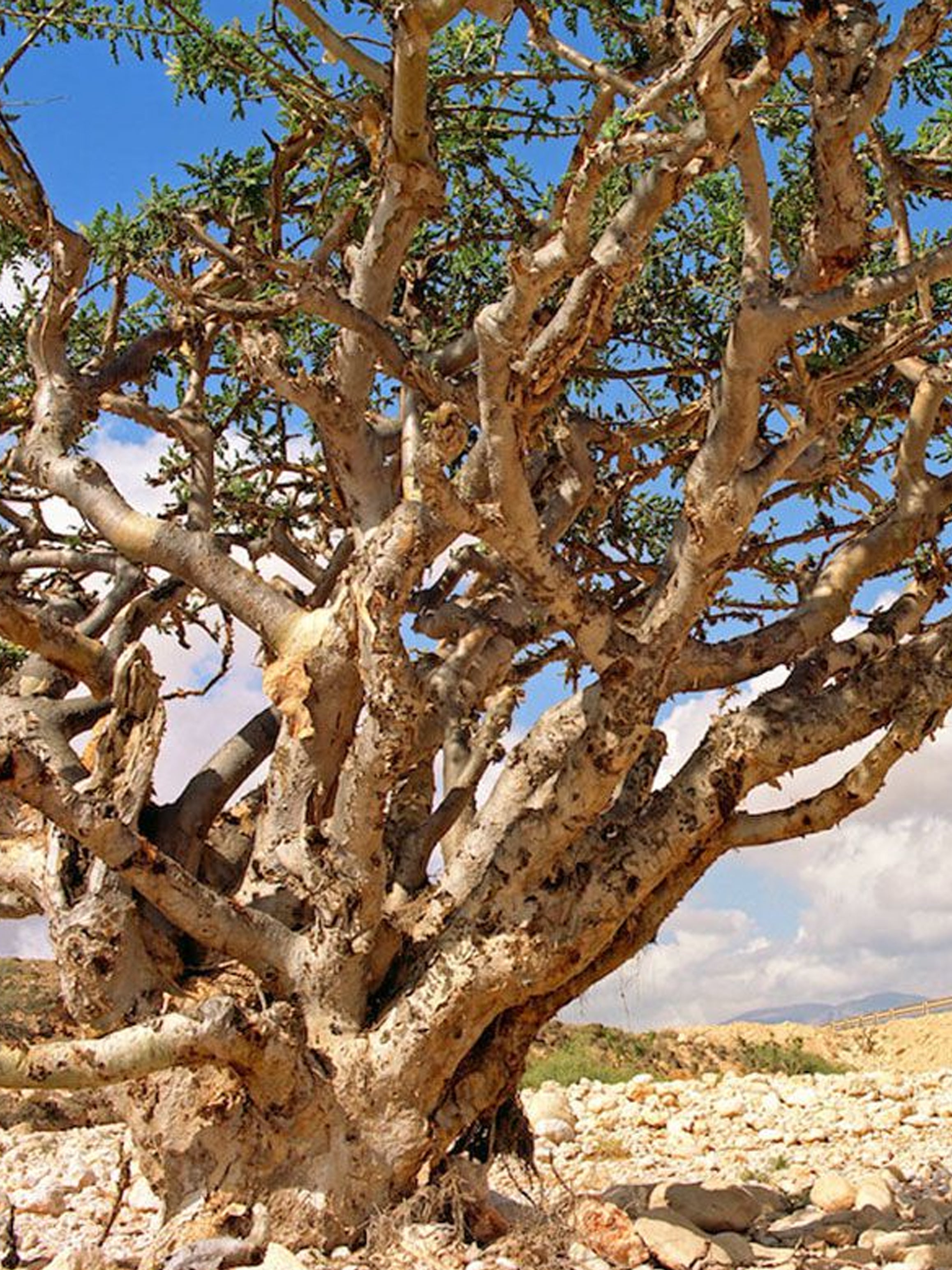 Incenso Natural de Olíbano - Conexão com o sagrado, Presente para Jesus | Fênix Incenso